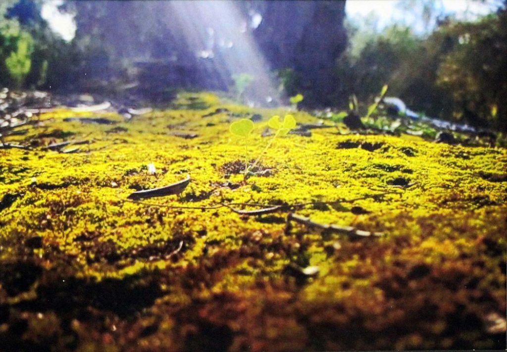 Student photograph of moss