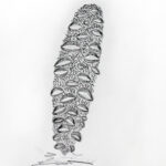 Student drawings of banksia plants