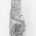 Student drawings of banksia plants