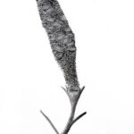 Student drawings of banksia plants
