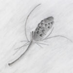 Student drawings of banksia plants