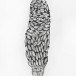 Student drawings of banksia plants