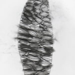 Student drawings of banksia plants