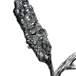 Student drawings of banksia plants