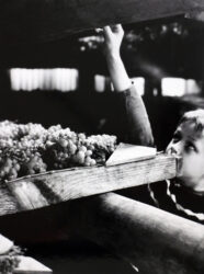Student photograph of a boy reaching for grapes