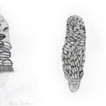 Student drawings of banksia plants