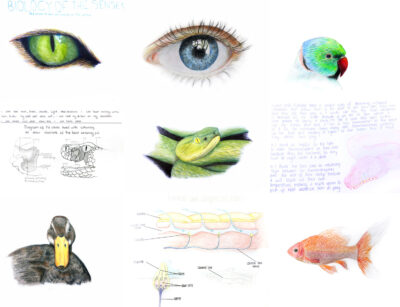 Mixed media on paper by Caspar Barton, Elsie Martin and Sophia Giantomaso, Year 9, Melbourne Rudolf Steiner School Student artwork of biology drawings