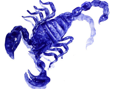 Blue Biro on Paper by Selina Zhang, Year 10, Carey Baptist Grammar School Student artwork of a scorpion
