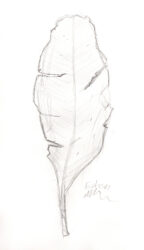 Pencil on Paper by Ethan Parker, Year 10, Ballarat Christian College Student artwork of a leaf study