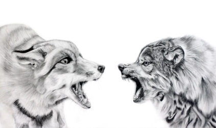 Pencil on Paper by Geraldine Li, Year 9, St Andrew’s Christian College Student artwork of two snarling dogs