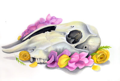 Gouache on Watercolour Paper by Molly Suta, Year 11, Cathedral College Wangaratta Student artwork of a skull and flowers