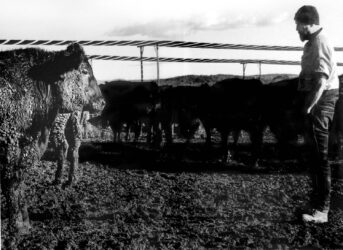 Digital Photograph by Sarah Stone, Year 12, Cathedral College Wangaratta Student photograph of a man and cow staring at each other