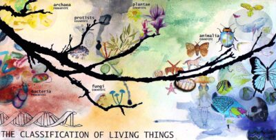 Watercolour and Digital Print on Canvas, Collaborative Project with artist Aviva Reed, group project by year 9, 10 and 11 students, Aitken College Student artwork of the tree of life and the classification of living things