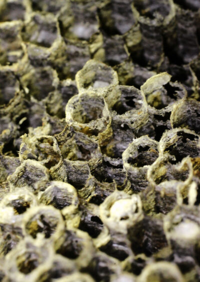 Digital Photograph by Kelly Hirschmann, Year 7, Cathedral College Wangaratta Student photograph of a wasp hive