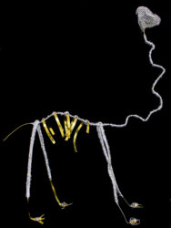 Armature Wire by Sam Chalabi and Regan Taylor, Year 8, Trinity Lutheran College Student artwork of a wire animal