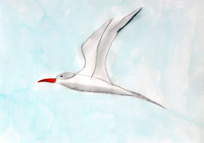 Pencil and Food Dye on Paper by Nicholas Harris, Year 5, Good Shepherd Lutheran Primary School Student artwork of a bird