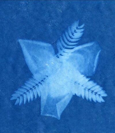 Botanicals on Solar Paper by Briannah Comport, Year 9, Hillcrest Christian College Student artwork of botanicals