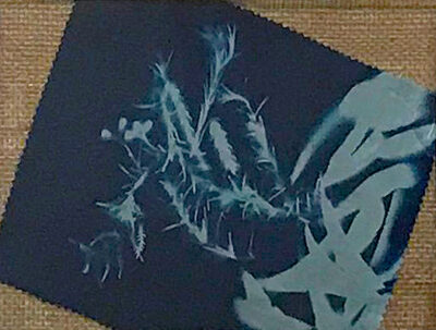 Cyanotype Print by Joshua Simos-Garner, Year 4, Trinity Grammar School, Kew Student artwork of