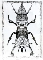 Etching on Paper by Eren Zehir, Year 7, The Hamilton and Alexandra College Student artwork of an insect