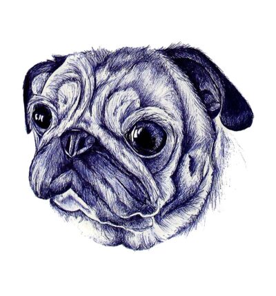 Pen on Paper by Carlee Menzel, Year 11, Bayview College Student artwork of a pug