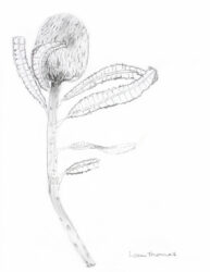 Pencil on paper by Liam Thomas, Year 9, Camberwell Grammar School Student artwork of a banksia