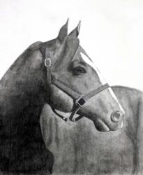Greylead on paper by Ella Tilley, Year 9, Trinity Lutheran College Student artwork of a horse