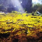Digital photograph by Janie Cronje, Year 9, Trinity Lutheran College Student artwork of moss
