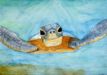 Watercolour on paper by Chloe Taylor, Year 10, Flinders Christian Community College Student artwork of a turtle