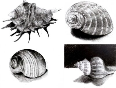 Greylead on paper by Aristea Apostolidis, Carmen Duong, Charlotte Smith and Helena Williams, Year 10, Korowa Anglican Girls’ School Student artwork of seashells