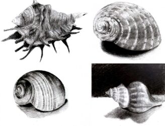 Greylead on paper by Aristea Apostolidis, Carmen Duong, Charlotte Smith and Helena Williams, Year 10, Korowa Anglican Girls’ School Student artwork of seashells