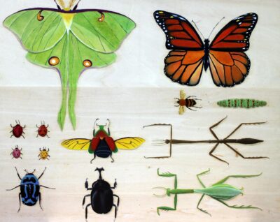 Acrylic on plywood by Adelaide Mitchell, Year 12, St Catherine’s School Student artwork of bugs