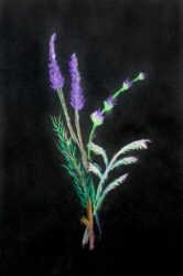 Dry pastel on paper by Claire Smart, Year 9, Ruyton Girl’s School Student artwork of flowers