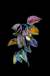 Dry pastel on paper by Isabel Deayton, Year 9, Ruyton Girl’s School Student artwork of flowers