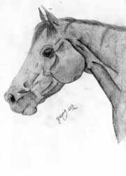Greylead on paper by Yasemin Yurtsever, Year 8, Sirius College Student artwork of a horse