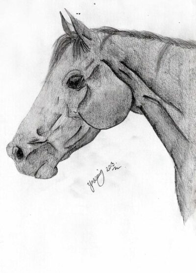 Greylead on paper by Yasemin Yurtsever, Year 8, Sirius College Student artwork of a horse