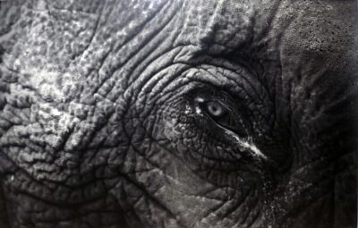 Student artwork of an elephant eye
