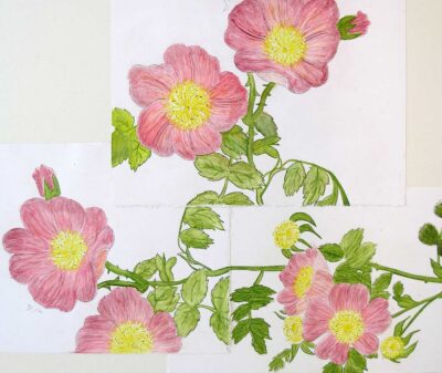 Watercolour and pencil on paper by Callum Jenkins, Year 10, Ivanhoe Grammar School Student artwork of pink flowers