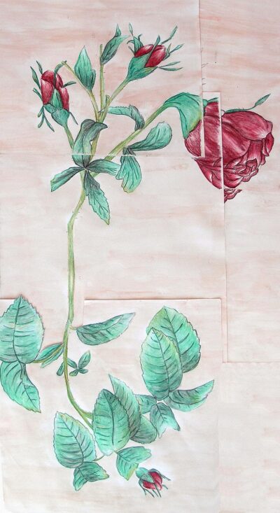 Watercolour and pencil on paper by Chanelle Warton, Year 10, Ivanhoe Grammar School Student artwork of red flowers