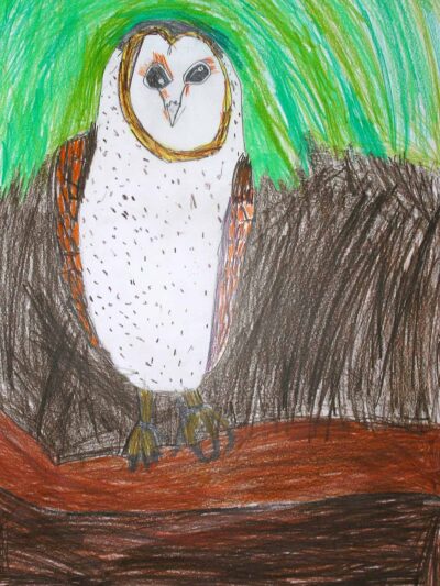 Coloured pencil on paper by Smruthi Marisetty, Year 2, Erasmus Primary School Student artwork of an owl