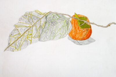 Student artwork of a persimmon