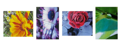 Photographic images by Maymuna Said, Year 8, Al-Taqwa College Student artwork of flowers