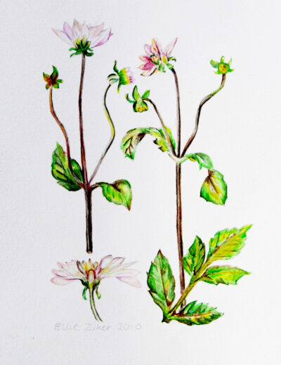 Water colour on paper by Ellie Zuker, Year 8, Bialik College Student artwork of a botanical study