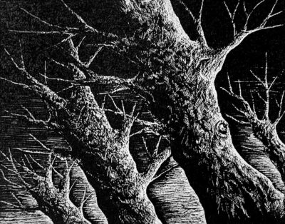 Scraper board – Tracy Tung, Year 11, Firbank Grammar School Student artwork of lino cut trees