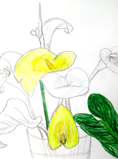 Pencil on paper by Avery Kempken, Class 9, Sophia Mundi Steiner School Student artwork of lillies