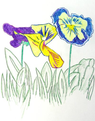 Coloured pencil on paper by Gene Kay, Class 10, Sophia Mundi Steiner School Student artwork of pansies