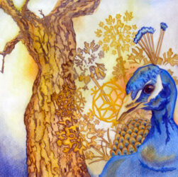 Coloured pencil on paper by Jade Dignam, Year 12 Student artwork of a peacock