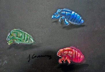 Coloured pencil on paper by Jessica Conway, Year 10 Student artwork of three coloured bugs
