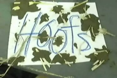 Sophie, Hannah and Emily, Year 4, Melbourne Grammar School Hoofs