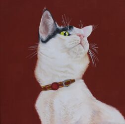 Oil paint on canvas by Isabel Betts, Year 10, Camberwell Girls’ Grammar School Student artwork of a white cat with black ears