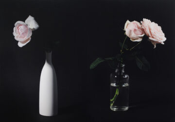 Colour photography on paper by Artemis Klerides, Year 12, Sophia Mundi Steiner School Student artwork of roses in vases